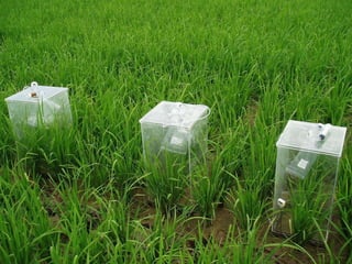 0890 Methane and Nitrous Oxide Emissions from Paddy Rice Fields in ...