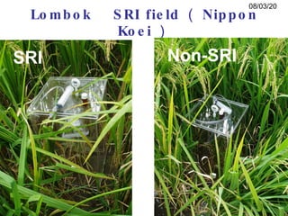 0890 Methane and Nitrous Oxide Emissions from Paddy Rice Fields in ...
