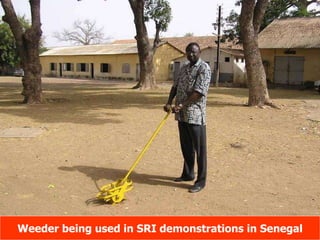 Weeder being used in SRI demonstrations in Senegal 