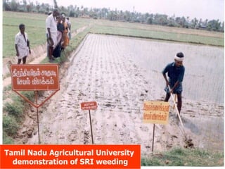 Tamil Nadu Agricultural University  demonstration of SRI weeding 