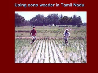 Using cono weeder in Tamil Nadu 