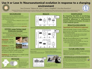 Use it or Lose it: Neuroanatomical evolution in response to a changing
environment
BACKGROUND
•  Vertebrate brain can evolve in response to environment
•  Habitat complexity positively correlated to hippocampus size/volume
in species of birds, bats, and fish (Krebs et al.1989; Safi and Dechmann, 2005; Shumway 2008)
•  Little understood concerning:
§  Environmental effects on intraspecific variation in neural-
architecture
§  Sex differences
•  The hippocampus is a key structure in vertebrates responsible for
spatial memory and navigation
•  In lizards, hippocampal analog reported to be the medial cortex
(Hoogland and Vermeulen-Van der Zee, 1987; Day et al. 2001)
SYSTEM: Lesser Earless Lizard
(Holbrookia maculata)
•  Populations undergoing ecological speciation event in two drastically
different habitats in southern New Mexico (Rosenblum and Harmon 2011)
1)  Ancestral Chihuahuan Desert dark soil
2)  Newer White Sands formation in last 2,000-7,000 years
•  Dark Soil quantified as more complex in regards to terrain, competitor
species, and predator species
(Des Roches et al. 2011)
Hypothesis: Habitat
complexity is related
to medial cortex size.
Prediction 1: Lizards
living in a less complex
habitat (White Sands)
will have a reduced medial cortex size
compared to dark soil counterparts.
Prediction 2: Sex differences in medial cortex
size, as males travel more (Jones and Droge 1980)
SIGNIFICANCE
By integrating the fields of neurobiology,
ecology, and evolutionary biology, we have
uncovered differences in neuroanatomy
between habitats and between the sexes in
a wild vertebrate species.
FUTURE DIRECTIONS
•  Plasticity at level of individual vs. selective pressure on populations
•  Comparative analyses between species with different life strategies
(active foragers vs. sit and wait predators)
•  Differences in cell density and morphology contributing to
differences in nucleus area
Sana Chintamen1, Rebecca M. Calisi2,3,4, Lance J. Kriegsfeld4,5, Erica Bree Rosenblum3 
1Department of Molecular and Cell Biology, University of California, Berkeley ;2 Department of Biology, Barnard College, Columbia University; 3Department of Environmental Science and Policy
Management, University of California, Berkeley; 4 Department of Psychology, University of California, Berkeley; 5 Helen Wills Neuroscience Institute, University of California, Berkeley
Photographs of two ecomoprhs of H. maculata from both the Chihuahuan Desert
(left) and from White Sands National Monument (right). Photos taken by Simone
Des Roches.
METHODS
	
  
	
  
	
  
	
  
	
  
	
  
	
  
	
  
MC
•  Lizards collected in field, summer
2013
•  20 µm coronal brain sections
•  Cresyl violet to stain nuclei
•  Area of band of cells from medial
cortex as well as overall brain size
measured with ImageJ software
•  1-tailed t-tests with Welch’s
correction
•  Cohen’s d for effect size
RESULTS & DISCUSSION
Hypothesis and Predictions supported
Dark soil lizards, living in more complex
environment, had larger medial cortices than
White Sands lizards
•  This is consistent with the idea that in a less complex
environment, there is reduced selective pressure for
maintaining a larger medial cortex
We also found differences in mean medial
cortex area between the sexes
•  In the more complex environment (dark soil), males had
larger medial cortices than females
§  consistent with greater roaming behavior in
males and thus potential exposure to more
habitat complexity than females
REFERENCES & ACKNOWLEDGEMENTS
RESULTS
	
  
	
  
	
  
	
  
	
  
	
  
	
  
	
  
	
  
	
  
	
  
	
  
	
  
	
  
	
  
	
  
	
  
	
  
	
  
	
  
	
  
	
  
	
  
	
  
	
  
	
  
	
  
	
  
	
  
	
  
	
  
	
  
	
  
	
  
	
  
	
  
	
  
	
  
	
  
	
  
	
  
	
  
	
  
	
  
	
  
	
  
	
  
	
  
	
  
	
  
	
  
	
  
	
  
	
  
	
  
Figure 2: Percent of medial cortex area in relation to total brain area between a) dark soil and White Sands
populations, and b) males and females (pooled across populations).
Figure 3: Percent of medial cortex area in relation to total brain area between males and females of dark soil
and White Sands populations (top), and within dark soil and White Sands populations (bottom).
Figure 4: Histograms depicting relative size of
medial cortex as a function of percentage of
nucleus area to total cortex area of individual
lizards measured. Distribution of relative nucleus
size appears normal.
n=4	
  
n=4	
  
n=5	
  
n=5	
  
REFERENCES:
Day L, Crews D, Wilczynski W (2001): Effects of medial and dorsal cortex lesions on spatial memory in lizards. Behav Brain Res 118:27– 42.
DesRoches, S., L.J. Harmon, E.B. Rosenblum. 2011. Ecological release in White Sands lizards. Ecology and Evolution 1(4): 571-578
Jones, Stephen M., Droge, Dale L. 1980. Home Range Size and Spatial Distributions of Two Sympatric Lizard Species (Sceloporus Undulatus, Holbrookia
Maculata) in the Sand Hills of Nebraska.Herpetologica 36(2):127-132.
Hoogland, P.V., Vermeulen-Van der Zee, E. 1987. Intrinsic and extrinsic connections of the cerebral cortex of lizards.W.K. Schwerdtfeger, W.J.A.J. Smeets
(Eds.), The Forebrain of Reptiles, Karger, Basel, Switzerland, pp. 20–29.
Krebs, J.R., D.F. Sherry, S.D. Healy, V.H. Perry, and A.L. Vaccarino (1989) Hippocampal specialization of food storing birds. Proc. Nat. Acad. Sci. USA, 86: 1388–
1392.
Rosenblum, E.B., L.J. Harmon. 2011. "Same same but different": Replicated ecological speciation at White Sands. Evolution 65(4):946-960.
Safi K, Dechmann D (2005): Adaptations of brain regions to habitat complexity: a comparative analysis in bats (Chiroptera). Proc Biol Sci 272:179–186.
Shumway C (2008): Habitat complexity, brain, and behavior. Brain Behav Evol 72:123–134.
	
  
Funding provided by NSF DEB-1054062 to E.B. Rosenblum, & NSF DBI 1003112
& UC President’s Postdoctoral Fellow to R.M. Calisi. Thank you Kayla Hardwick
and Dr. Simone Des Roches for assistance in the field as well as Dr. Benjamin
Smarr, Professor Lance Kriegsfeld, and Professor Erica Bree Rosenblum. A special
thanks to Professor Rebecca Calisi for your constant support and mentorship.
No significant difference between:
•  (b) Dark soil females and White Sands females
•  (d) White Sands males and White Sands females
	
  
Difference between:
•  (a) Dark soil males and White Sands males
•  (c) Dark soil males and dark soil females
Figure	
  1:	
  Illustra3on	
  (provided	
  by	
  Benjamin	
  Smarr)	
  depic3ng	
  plane	
  sec3oned	
  (leA)	
  and	
  representa3ve	
  
sec3on	
  stained	
  with	
  cresyl	
  violet	
  with	
  stylized	
  hemisphere	
  highligh3ng	
  medial	
  cortex	
  (right).	
  
 