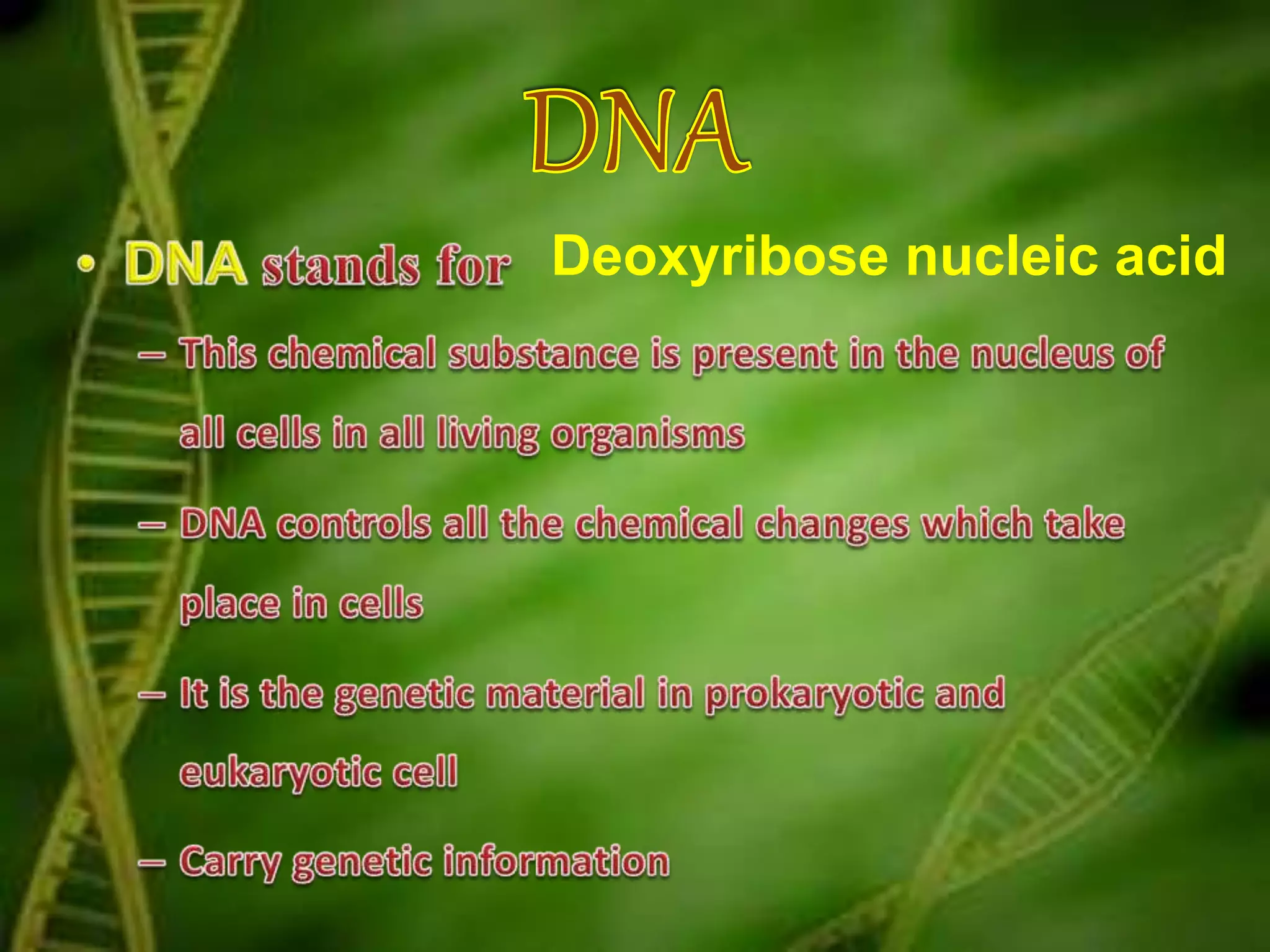 Deoxyribose nucleic acid