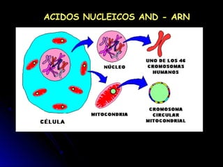 ACIDOS NUCLEICOS AND - ARN
 