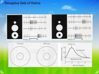 Receptive field of Retina 