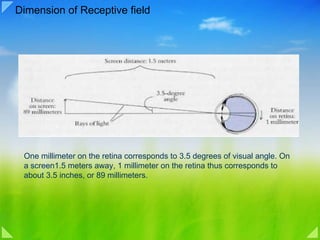 Dimension of Receptive field One millimeter on the retina corresponds to 3.5 degrees of visual angle. On a screen1.5 meters away, 1 millimeter on the retina thus corresponds to about 3.5 inches, or 89 millimeters.  