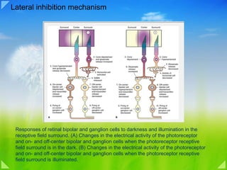 Lateral inhibition mechanism Responses of retinal bipolar and ganglion cells to darkness and illumination in the receptive field surround. (A) Changes in the electrical activity of the photoreceptor and on- and off-center bipolar and ganglion cells when the photoreceptor receptive field surround is in the dark. (B) Changes in the electrical activity of the photoreceptor and on- and off-center bipolar and ganglion cells when the photoreceptor receptive field surround is illuminated.  