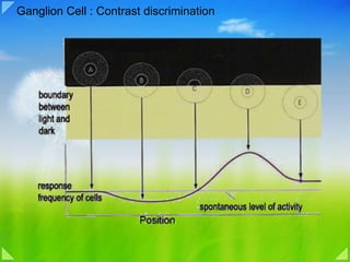 Ganglion Cell : Contrast discrimination 