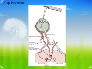 Pupillary reflex 
