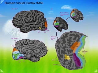 Human Visual Cortex fMRI  
