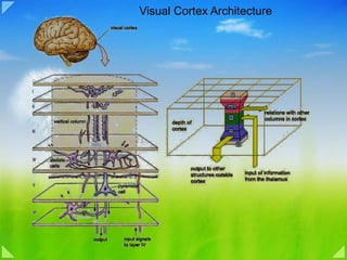 Visual Cortex Architecture 