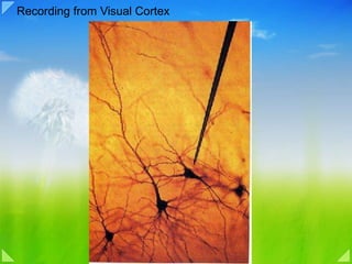 Recording from Visual Cortex 