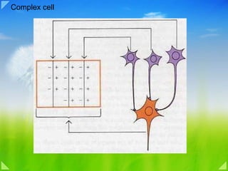 Complex cell 