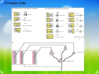 Complex Cells 
