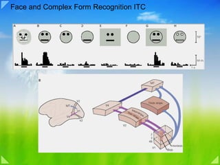 Face and Complex Form Recognition ITC 