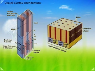 Visual Cortex Architecture 