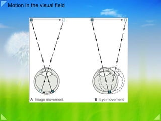 Motion in the visual field 