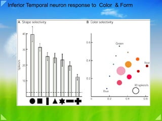 Inferior Temporal neuron response to  Color  & Form  