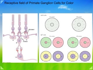 Receptive field of Primate Ganglion Cells for Color 