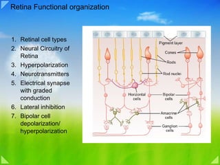 Retina Functional organization Retinal cell types Neural Circuitry of Retina Hyperpolarization Neurotransmitters Electrical synapse with graded conduction Lateral inhibition Bipolar cell depolarization/ hyperpolarization 