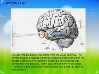 Receptive Field An experimental plan for recording from the visual pathway. The animal, usually a macaque monkey, faces a screen onto which we project a stimulus. We record by inserting a microlectrode into some part of the pathway, in this case, the primary visual cortex. (The brain in this diagram is from a human, but a monkey brain is very similar.)  