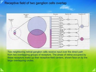 Receptive field of two ganglion cells overlap Two neighboring retinal ganglion cells receive input over the direct path from two overlapping groups of receptors. The areas of retina occupied by these receptors make up their receptive-field centers, shown face on by the large overlapping circles.  