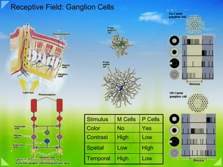 Receptive Field: Ganglion Cells  Stimulus  M Cells P Cells Color No Yes Contrast High Low Spatial  Low High Temporal High Low 
