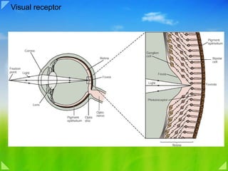 Visual receptor 