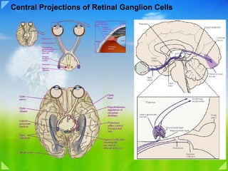 Central Projections of Retinal Ganglion Cells 