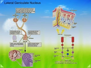 Lateral Geniculate Nucleus  