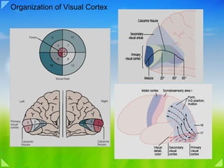 Organization of Visual Cortex 
