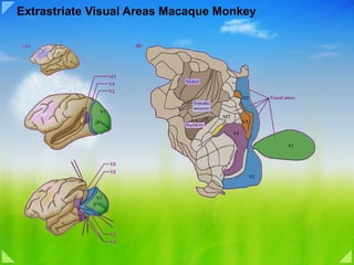 Extrastriate Visual Areas Macaque Monkey 