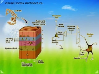 Visual Cortex Architecture 