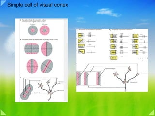 Simple cell of visual cortex 