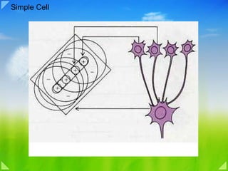 Simple Cell  