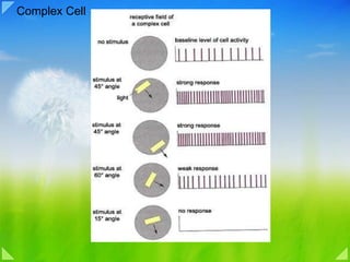Complex Cell 