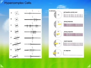 Hypercomplex Cells 