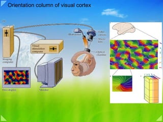 Orientation column of visual cortex 