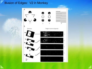 Illusion of Edges:  V2 in Monkey 