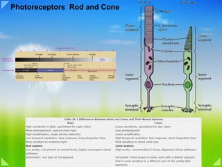 Photoreceptors  Rod and Cone 