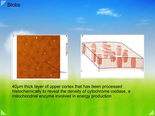 Blobs 40μm thick layer of upper cortex that has been processed histochemically to reveal the density of cytochrome oxidase, a mitochondrial enzyme involved in energy production 