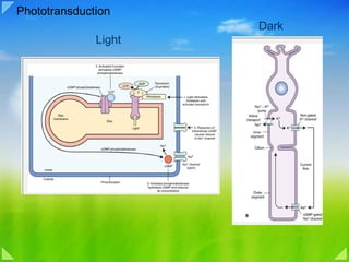 Phototransduction Light Dark 