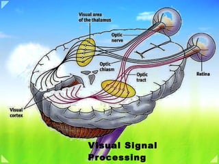 Visual Signal  Processing 