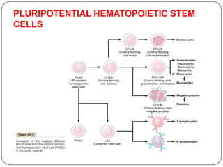 PLURIPOTENTIAL HEMATOPOIETIC STEM
CELLS
 