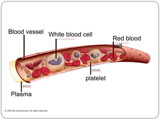 Blood vessel
Red blood
cell
platelet
Plasma
White blood cell
 