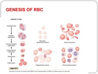 GENESIS OF RBC
 