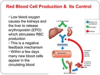 Red Blood Cell Production & Its Control
25
• Low blood oxygen
causes the kidneys and
the liver to release
erythropoietin (EPO)
which stimulates RBC
production
• This is a negative
feedback mechanism
• Within a few days
many new blood cells
appear in the
circulating blood
Low blood oxygen
Liver Kidney
Erythropoietin
Red bone marrow
+
–
Bloodstream
Stimulation
Inhibition
Release into
bloodstream
Increased
oxygen-
carrying
capacity
Increased
number of
red blood
cells
 