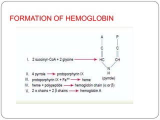 FORMATION OF HEMOGLOBIN
 