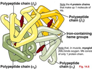 Fig. 14.8
Note that, in muscle, myoglob
(Mb) binds oxygen. Mb consis
of only 1 protein chain.
Note the 4 protein chains
that make up 1 molecule of
Hb.
 