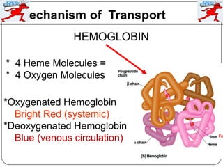 Mechanism of Transport
* 4 Heme Molecules =
* 4 Oxygen Molecules
*Oxygenated Hemoglobin
Bright Red (systemic)
*Deoxygenated Hemoglobin
Blue (venous circulation)
HEMOGLOBIN
 